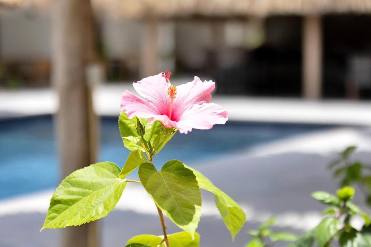 Hotel Belnem House Bonaire Playa Exterior foto